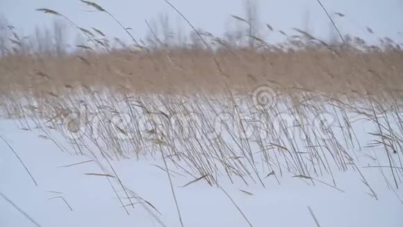 冬天雪中的草视频的预览图