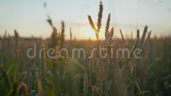 小麦在日落时生长小麦苗在田间生长土壤中生长的绿色小麦在发芽的黑麦上视频的预览图