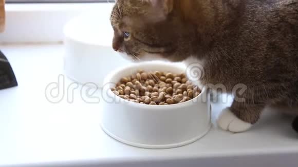 猫从碗里吃干粮视频的预览图