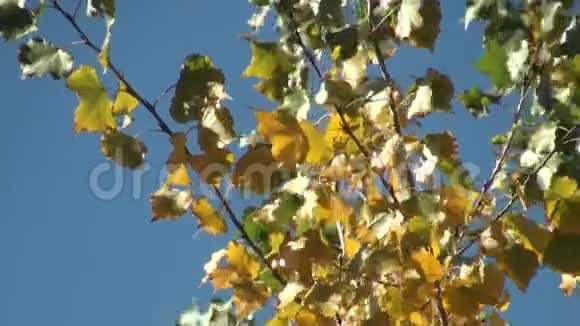 小杨树的叶子视频的预览图