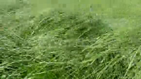 在一个夏天阳光明媚的日子里绿色的锉草浓密的灌木丛在风中弯曲视频的预览图