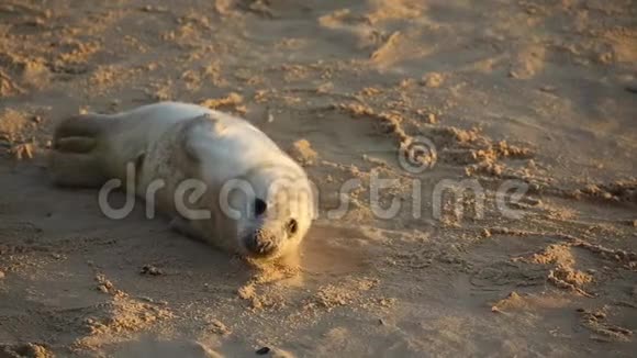 一只新出生的灰色海豹幼崽halichoerusgrypus日出时躺在英国诺福克的霍西海滩上视频的预览图