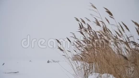 冬天雪中的草视频的预览图