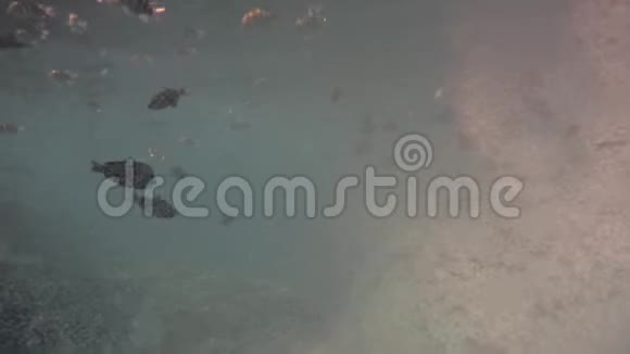 漂浮的彩色热带海鱼在大量的气泡中溶解在水中的氧气对抗珊瑚视频的预览图