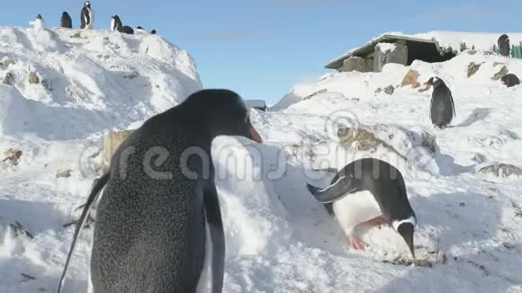登图企鹅偷巢石南极特写视频的预览图