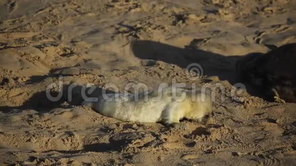 一只新出生的灰色海豹幼崽halichoerusgrypus日出时躺在英国诺福克的霍西海滩上视频的预览图
