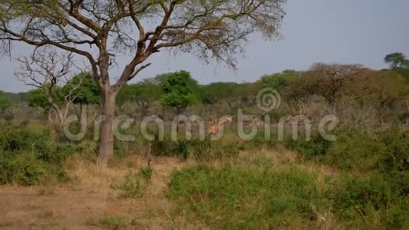 非洲野地披荆斩棘相思树丛中视频的预览图