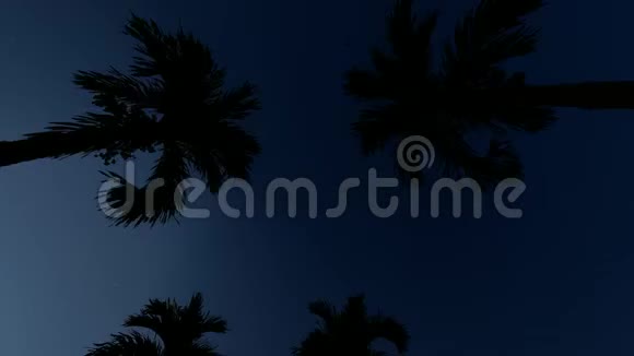 棕榈谷绿色背景浪漫的假期假期夏天异国海滩背景圣诞树夜晚五彩缤纷视频的预览图