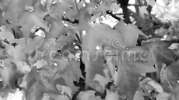 树叶在风中摇曳黑白相间视频的预览图