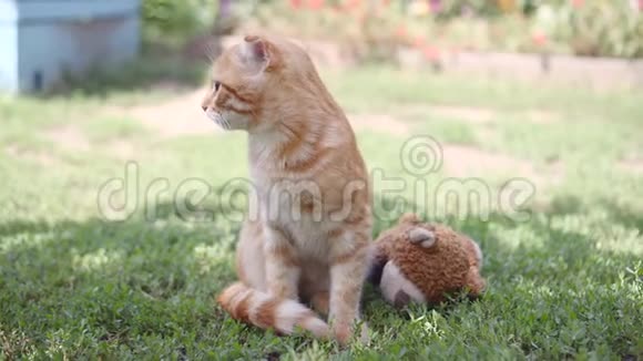 橙色姜黄苏格兰折叠猫与最喜欢的泰迪熊在绿草地上视频的预览图