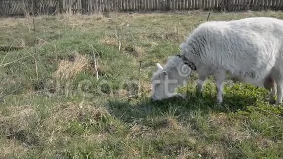 一只白山羊在田野里吃草视频的预览图