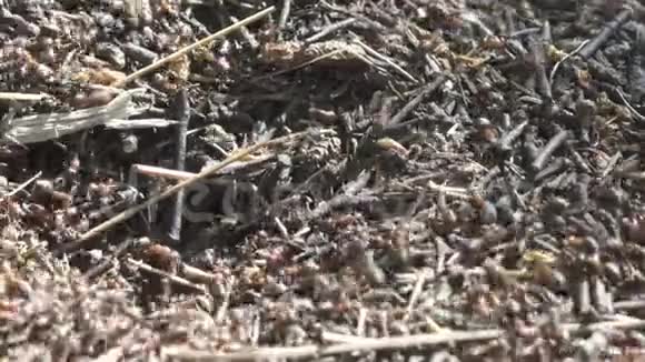 树林里的大蚁丘夏天森林里有一群蚂蚁的大蚁丘蚂蚁山上的蚂蚁在森林特写视频的预览图