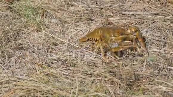 一只有趣活泼的小龙虾在湖面上的干草里向后爬行视频的预览图