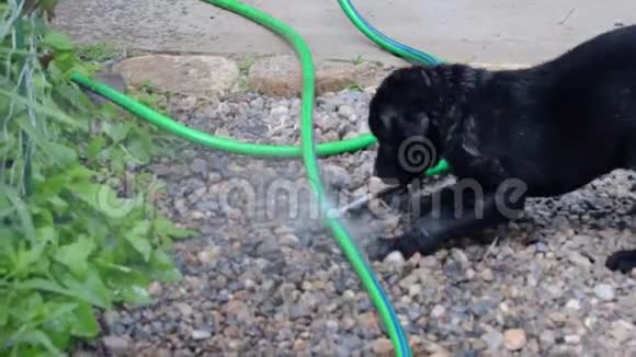 黑色实验室小狗玩水管视频的预览图