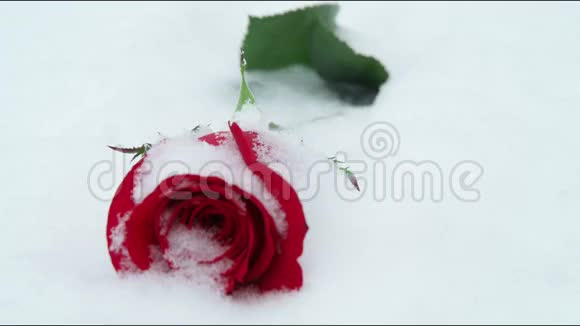 雪中的玫瑰视频的预览图