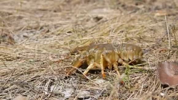 一只有趣活泼的小龙虾在湖上的干草里爬行视频的预览图