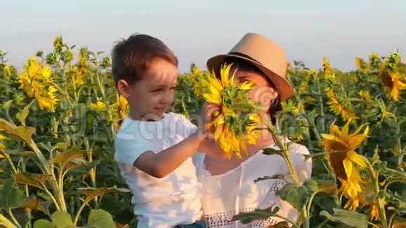 一个快乐的孩子坐在妈妈手上嗅着一朵向日葵花一家人在夕阳下向日葵的田野里视频的预览图