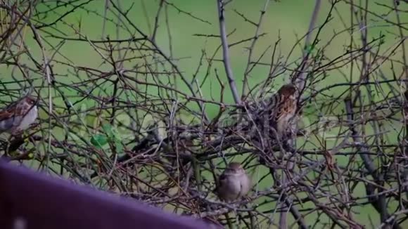 稀疏的树篱中的麻雀在冬天的条件下视频的预览图