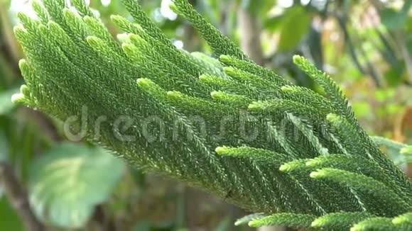 热带松花叶的奇异绿叶冷杉植物的绿色叶子视频的预览图