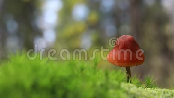 一个蘑菇矗立在森林里的绿色苔藓里秋天的树叶落在地上视频的预览图