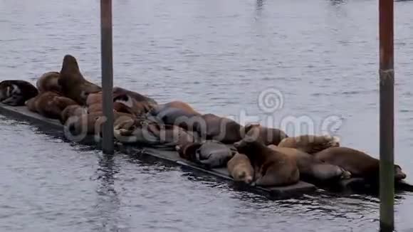 海豹在一艘旧驳船上休息视频的预览图