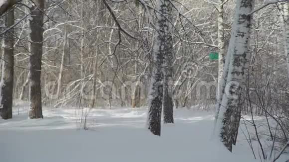 冬天森林里阳光明媚的一天视频的预览图