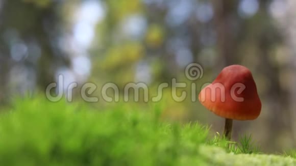 一个蘑菇矗立在森林里的绿色苔藓里秋天的树叶落在地上视频的预览图