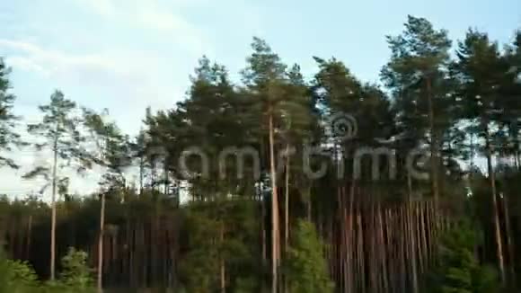 许多松树在框架中迅速变化摄像机运动快全景视频的预览图