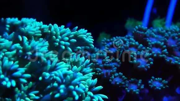 两个彩色的Goniopora珊瑚触手视频的预览图