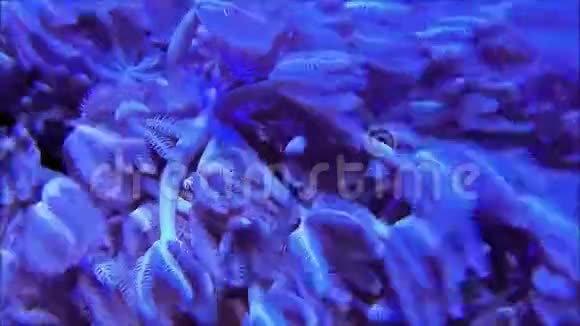 蓝脉冲塞尼亚软珊瑚水下视频的预览图