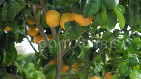 成熟的橘子生长在树上视差动力学慢动作特写视频的预览图