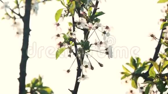 樱花树的枝条有白色的花视频的预览图
