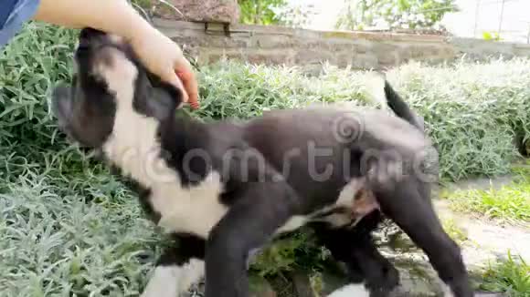 一只哈士奇品种的狗和一群高大的草玩爱护动物和与动物游戏的概念视频的预览图