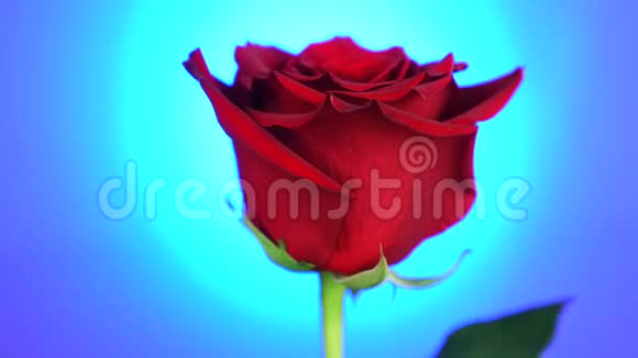 红玫瑰在蓝色背景上旋转爱的象征情人节卡片设计视频的预览图