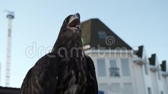 草原鹰是一种捕食的鸟视频的预览图