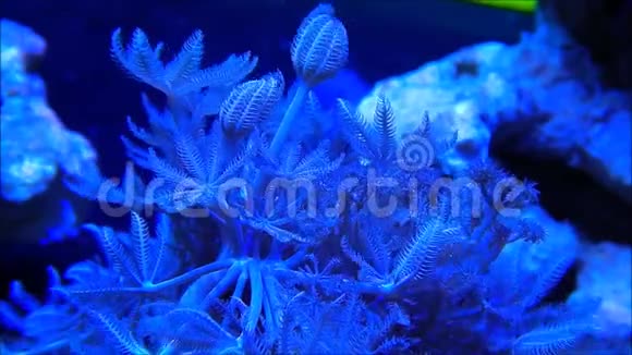 蓝脉冲塞尼亚软珊瑚水下视频的预览图