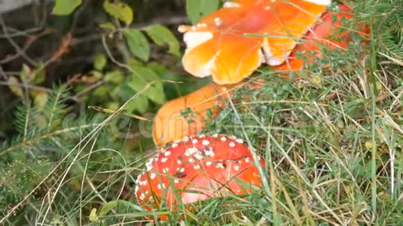 一个巨大的巨大苍蝇琼脂红色特写喀尔巴阡山脉秋收蘑菇视频的预览图