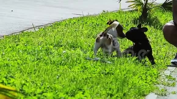 在阳光明媚的夏日狗在草地上玩耍视频的预览图