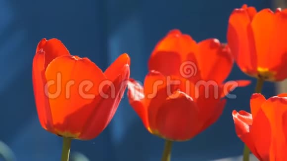 红色的郁金香在风中飘扬视频的预览图