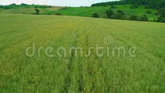 鸟瞰全景低矮的视野覆盖着一片长草的绿色景观4K视频的预览图