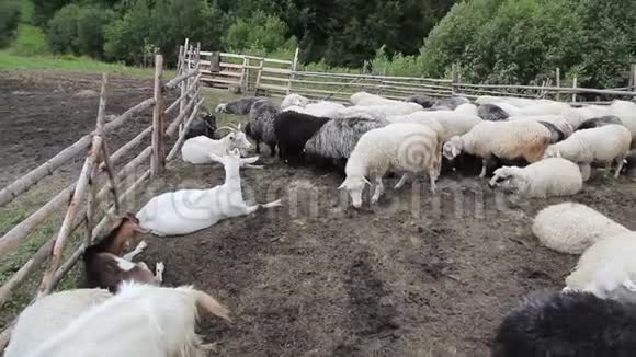 山羊和羊在畜栏里视频的预览图
