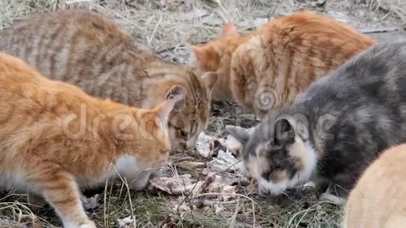 成群的流浪红猫吃剩饭视频的预览图
