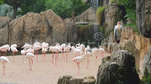 一大群粉红色的火烈鸟在野生动物园的瀑布旁视频的预览图