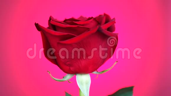 红玫瑰在粉红色背景上旋转爱的象征情人节卡片设计视频的预览图