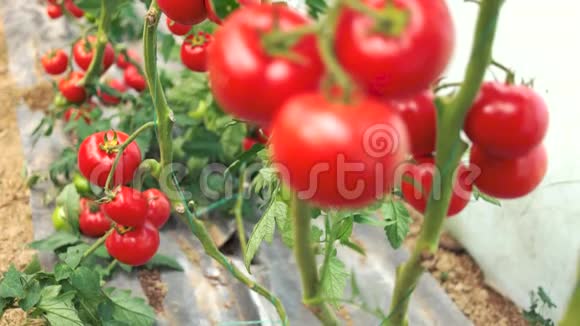 在花园里翻番茄视频的预览图