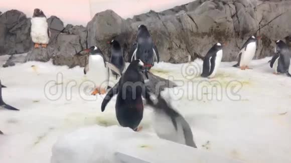 古图企鹅视频的预览图