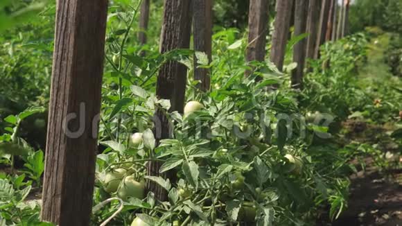 绿色的西红柿挂在树枝上未成熟的西红柿在农民的种植园特写番茄植株中的叶etus视频的预览图