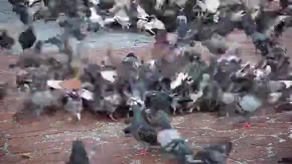 成群的鸟儿在争夺食物时间流逝视频的预览图