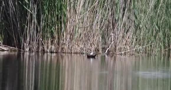 白头鸭在池塘里游泳视频的预览图