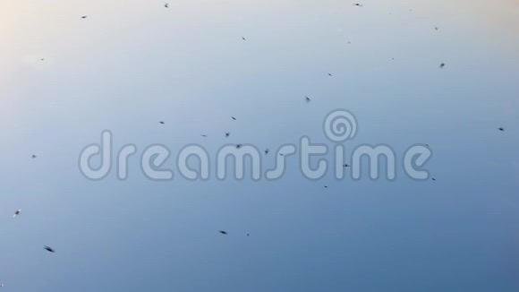 天空中的燕子视频的预览图